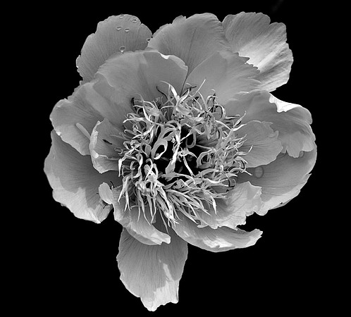 Peony