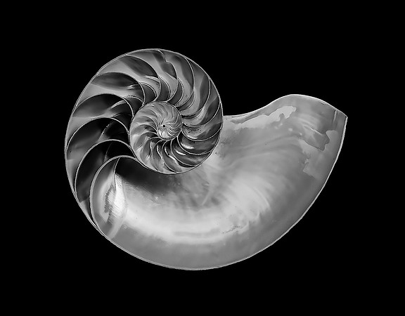 Nautilus