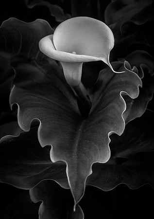 Cala Lily Composition