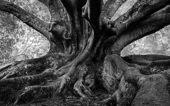 New Zealand Banyon