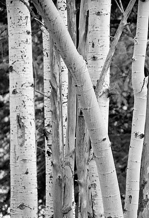 Aspen Forest