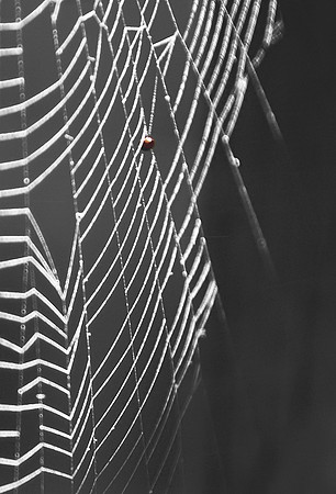 Web
