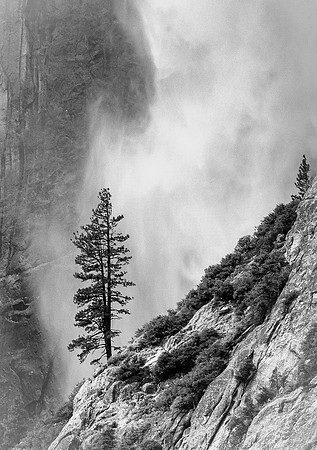 Lonesome Tree
