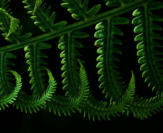 Conversation with a Fern