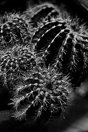 Desert Cactus