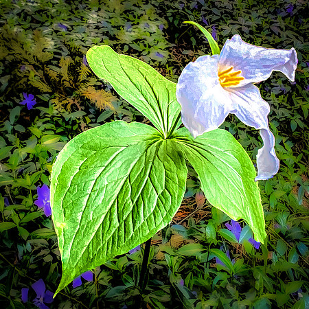 Trillium at Camp Lockhart