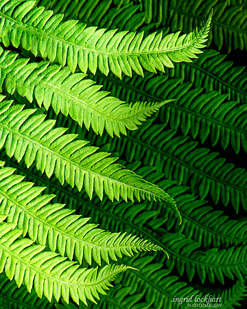 Fern Medley