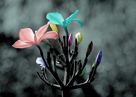Whimsey