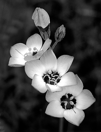 Tiny Wildflowers