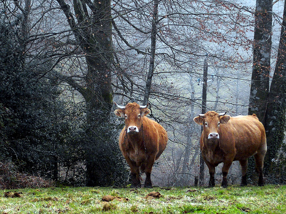 French Country Cows