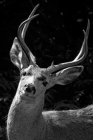The Buck Stops Here